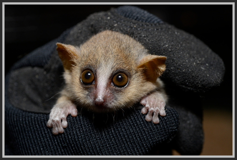 lemurek myszaty - tiny lemur