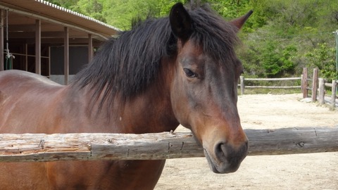 【閲覧注意】馬さん、赤ん坊を食い殺そうとしてマッマが発狂してしまう・・・