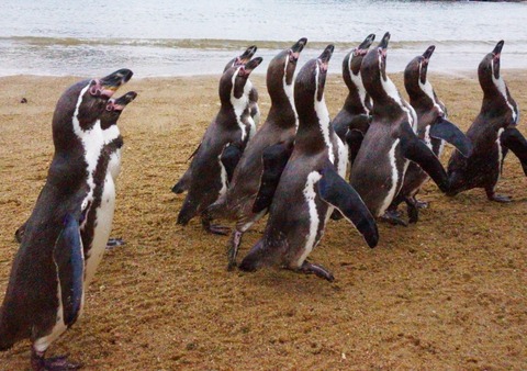 【画像】ペンギンさん「二足歩行か…こいつもペンギンやな！」