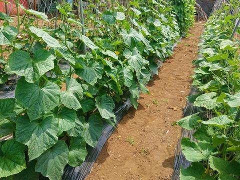 【画像】畑で休憩してたら変なの出てきたｗｗｗｗｗｗｗ