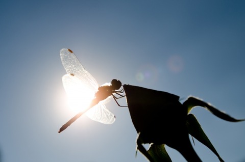 【画像】めっちゃ変なトンボ見つけたｗｗｗｗｗｗ