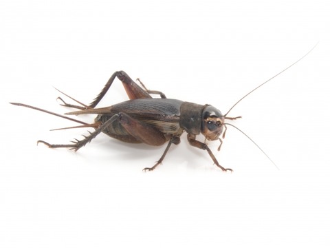 【悲報】徳島県の高校、コオロギを給食に出した結果・・・・