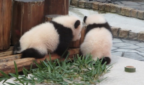 【画像】アメリカのパンダ、あまりにも酷過ぎると話題に・・・