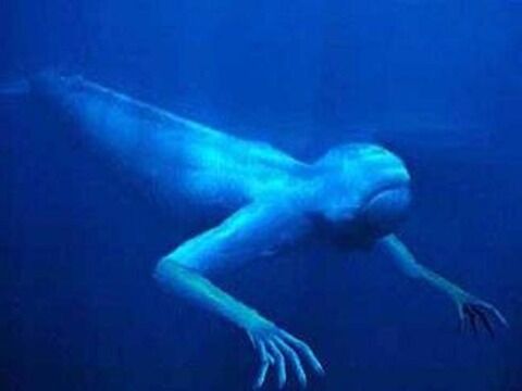ningen