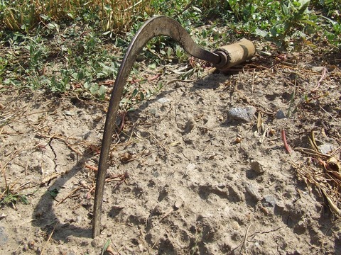 sickle-978234_1280