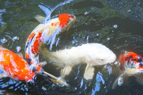 【画像】彡(ﾟ)(ﾟ)「はぇ～『コイのエサ10円』なんか！」→