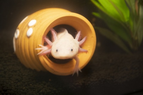 【画像】1年前ワイ「ウーパールーパークッソ可愛い これ飼うしかないやろ...」→1年たった姿がこちら