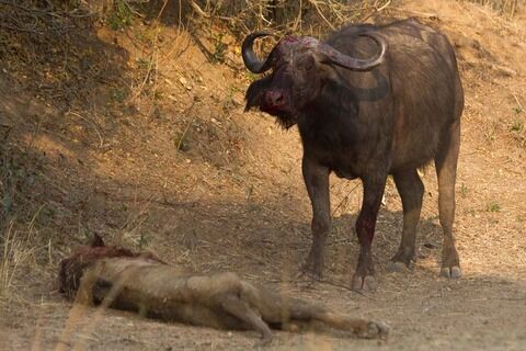 lion-buffalo-03