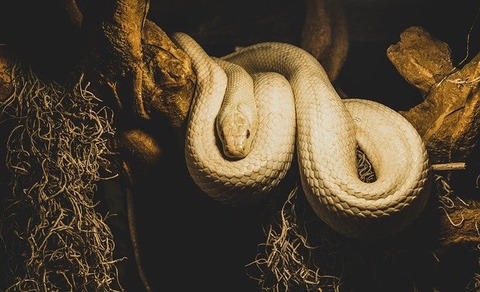 white-snake-3422281_640