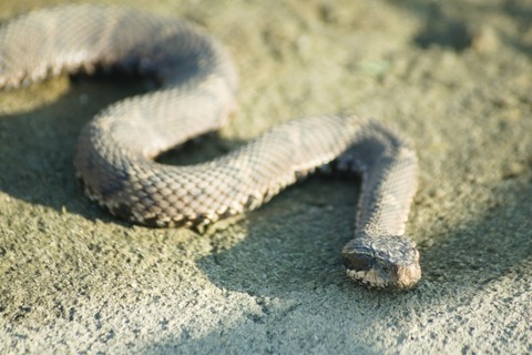 【閲覧注意】少女(17)「耳のピアス穴に蛇が詰まって抜けないの、助けて！」