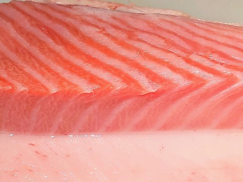 江戸時代カス「このマグロのトロって部分は脂が多すぎて不味いな」ﾎﾟｲｯ