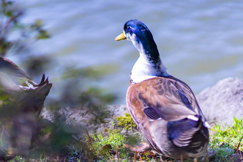 【動画】愛子さま、覇気で鴨を気絶させてしまうｗｗｗｗｗｗｗｗ