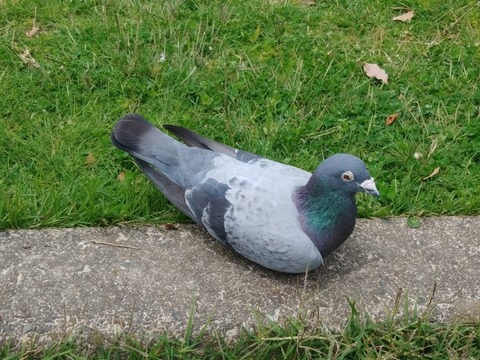 【動画】ハトさん、ハヤブサに喧嘩売った結果・・・