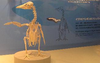 kokkaku3
