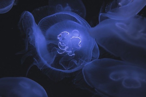 jellyfish-2576228_640