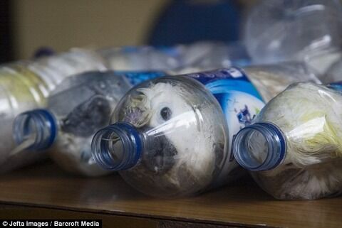 cockatoos_in_bottles_04