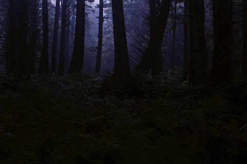 dark-forest-4395986_640 (2)