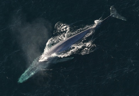 blue-whale-1198719_1280