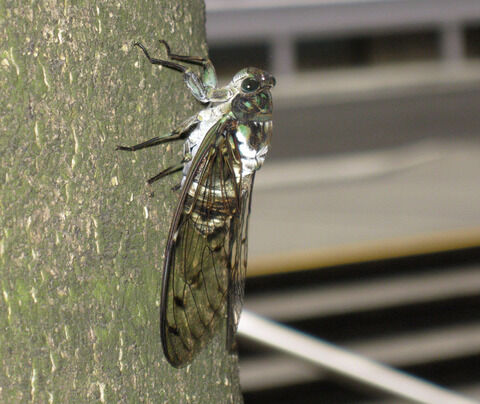 IMG_0003_minmin