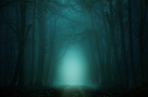 forest-4099730_640