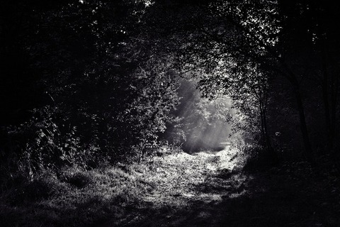woods-690415_640