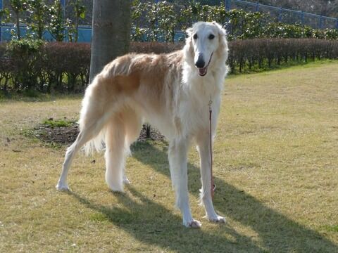 画像あり ボルゾイっていう犬種怖いんだが うしみつ 2ch怖い話まとめ