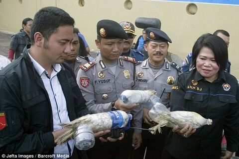 cockatoos_in_bottles_03