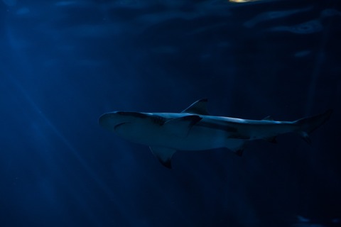 animal-1867075_1280