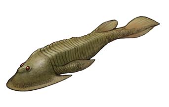 kefarasupisu