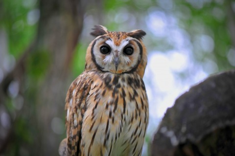 【画像】フクロウの世界分布、明らかにおかしい・・・・