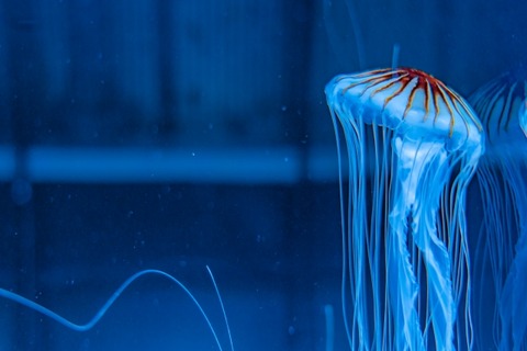 【閲覧注意】クラゲに刺された後の女児のナマ足、こんなになってしまう・・・