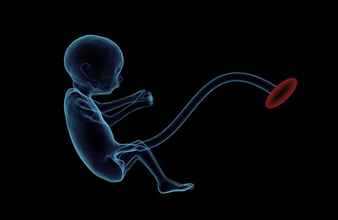 fetus-1788082_1280