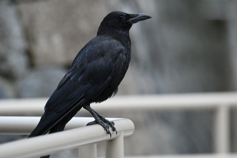 【悲報】カラスさん、人間を舐めきった姿で見つかる・・・