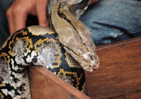 【閲覧注意】大蛇の喧嘩、ガチでヤバ過ぎる・・・・