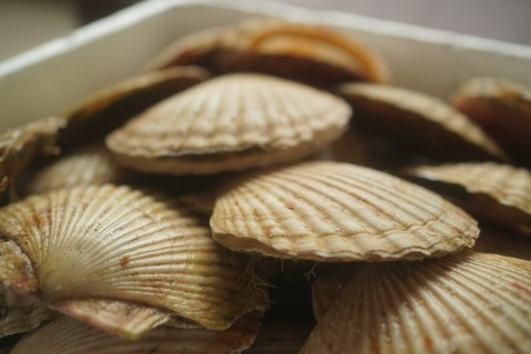 【衝撃】ホタテ業「どーすんの俺の生活」ナマコ業「おめえはまだマシだべ…」ホタテ業「え？」→