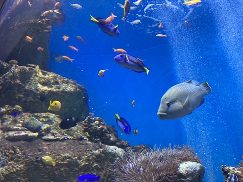 【画像】世界最大の円柱アクアリウムが爆発→