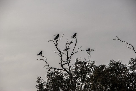 crows-1309850_640