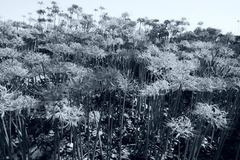 【悲報】大分県で致死率20～40%のヤバいウィルスを保有した蚊が確認される…