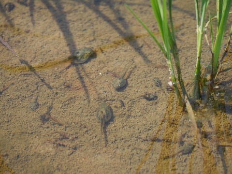 米農家「中干しでオタマジャクシぶっ殺しました。」→ヴィーガン発狂「ギャオオオン！！」…結果ｗｗｗｗ