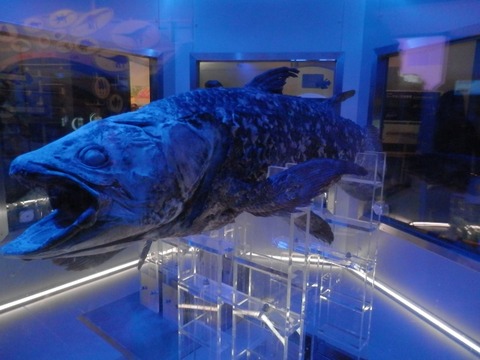 【画像】3億8,000万年前の海を支配していた魚、ヤバすぎて草ｗｗｗｗ