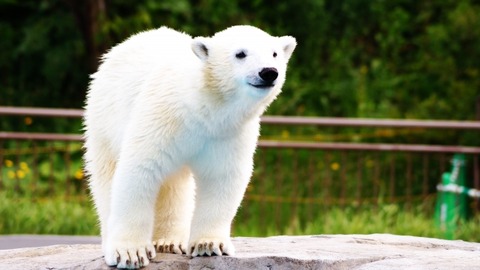 【動画】クマの赤ちゃん、こんなに可愛いのになんで殺すの？