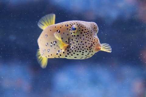 puffer-fish-4068751_640