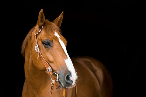 horse-3390256_1280