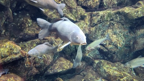 【悲報】中国の謎魚、ついに歩き出す【動画ｱﾘ】