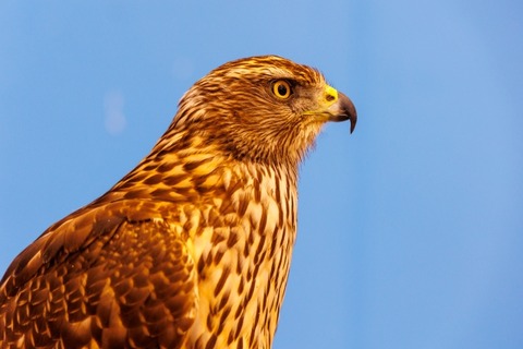 【悲報】トラックの運ちゃん「車内に鷹おるやんけ・・・逃がしたろ！」→結果(動画ｱﾘ)