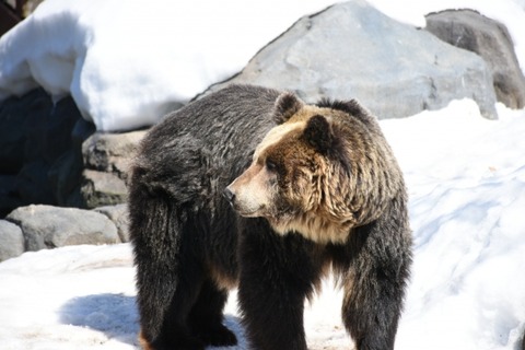 【画像あり】夫婦「死にそうな小熊おるし家で飼ったろｗ」→ 24年後…