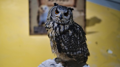 【動画】野生のフクロウさん、間違えて一瞬気持ち良くなるｗｗｗｗｗ