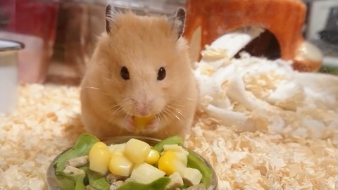 【悲報】ガキワイ「ハムスターをトイレに流したらどうなるんやろ」→結果