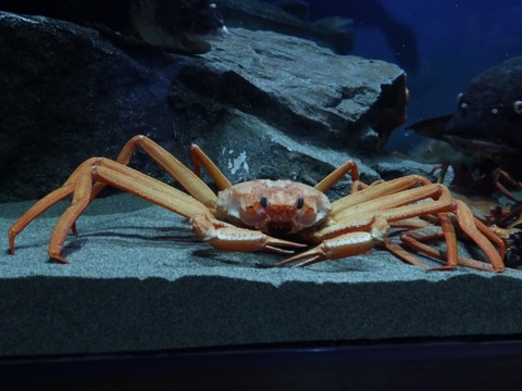 【閲覧注意】カブトムシVS蟹の勝負、エグすぎるｗｗｗｗｗ