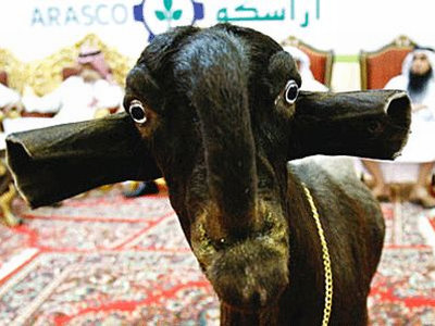 beautiful_goat